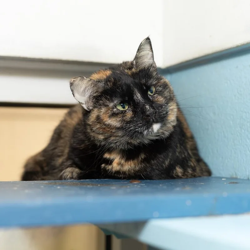 An adult medium-sized female Tortoiseshell Domestic Short Hair cat named Harley for adoption in Evansville, IN