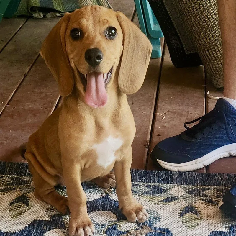 A baby small-sized female Beagle dog named Didi for adoption in Norwood, OH