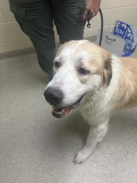 A young large-sized female Great Pyrenees dog named Sandy for adoption in Virginia Beach, VA