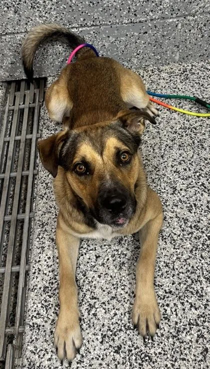 An adult large-sized male Mixed Breed dog named Bucky for adoption in West Chester, PA