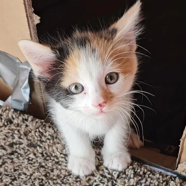 A baby small-sized female Calico American Shorthair cat named Lil' He'E for adoption in Pinedale, WY