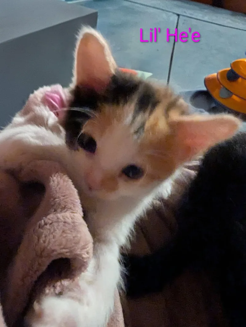 Lil' He'E thumbnail 2