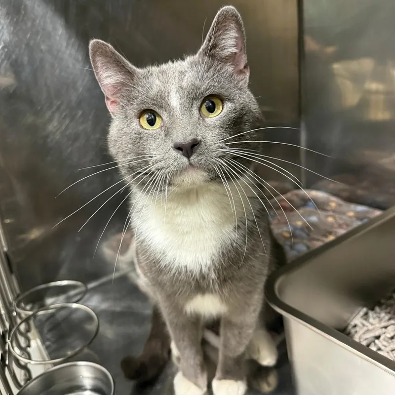 An adult medium-sized male Gray & White Domestic Short Hair cat named Shadow for adoption in Bridgeville, PA