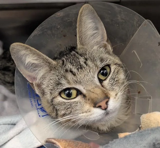 A young small-sized female Domestic Short Hair cat named A for adoption in Chula Vista, CA