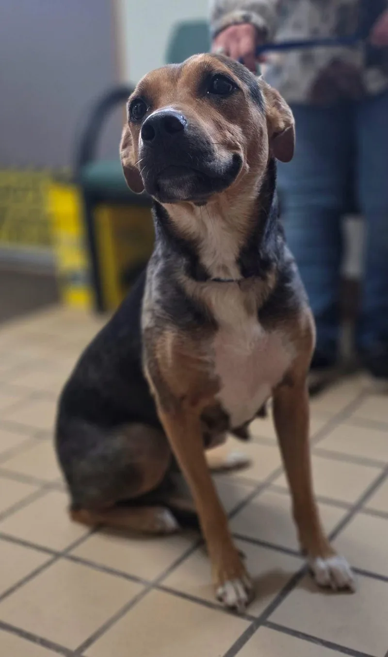 An adult medium-sized female Bicolor Black and Tan Coonhound dog named Dena for adoption in White Cloud, MI