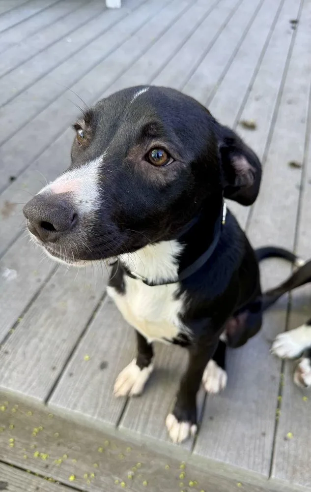 A baby medium-sized male Tricolor (Brown, Black, & White) Border Collie dog named Ramsey for adoption in Greenlawn, NY