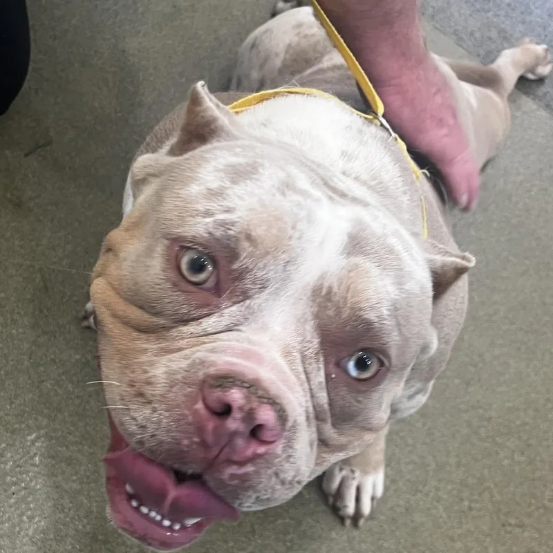 An adult medium-sized female Yellow / Tan / Blond / Fawn American Bulldog dog named 72156 for adoption in Harrisonburg, VA