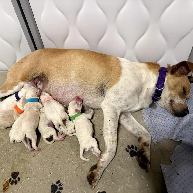 A young small-sized female Jack Russell Terrier dog named Magnolia for adoption in Cumming, GA