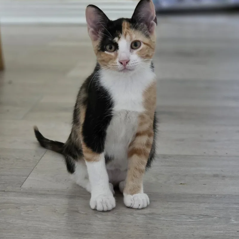 A baby small-sized female Tortoiseshell American Shorthair cat named Willow for adoption in Houston, TX
