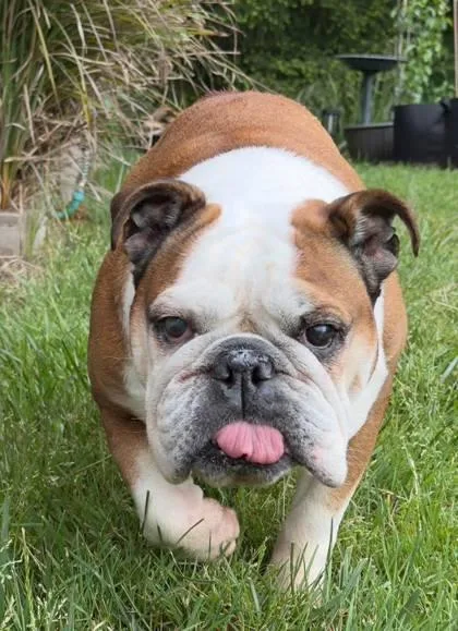 A senior medium-sized female Red / Chestnut / Orange English Bulldog dog named Lilly May for adoption in Bonney Lake, WA