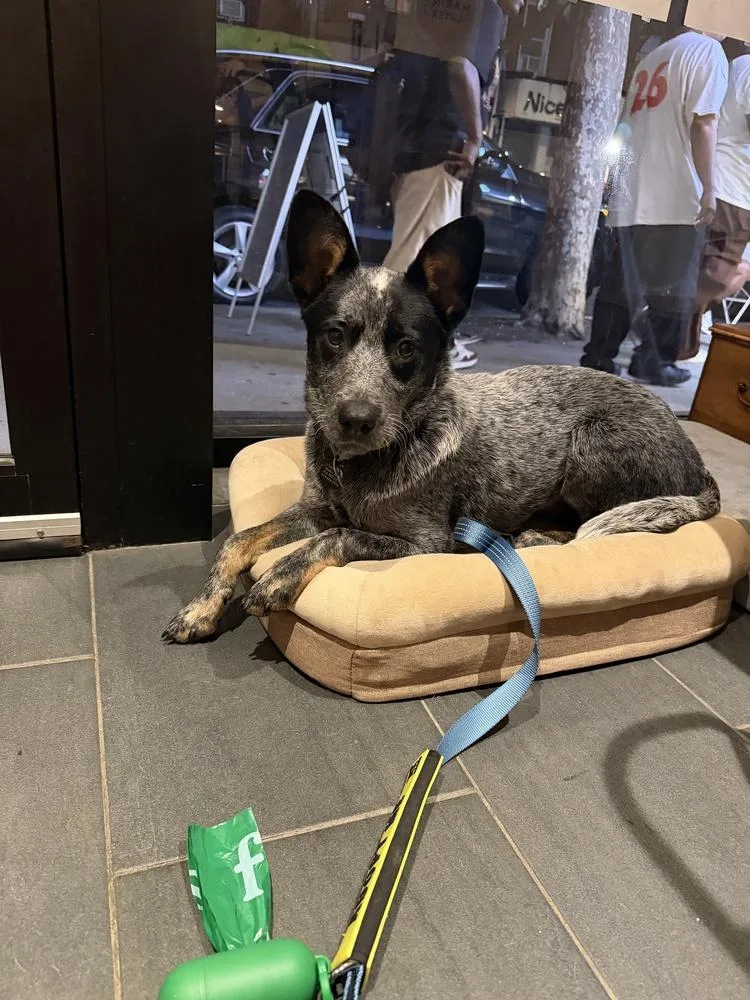A baby medium-sized female Australian Cattle Dog / Blue Heeler dog named Juju for adoption in Manhattan, NY