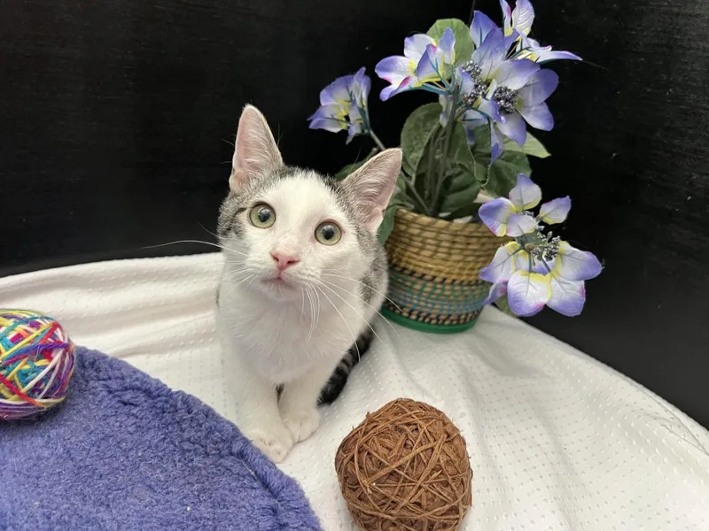 A baby small-sized male Tabby cat named Nix for adoption in Fayetteville, GA