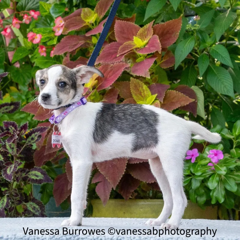 A baby small-sized female White / Cream Terrier dog named Chickadee for adoption in Wake Forest, NC