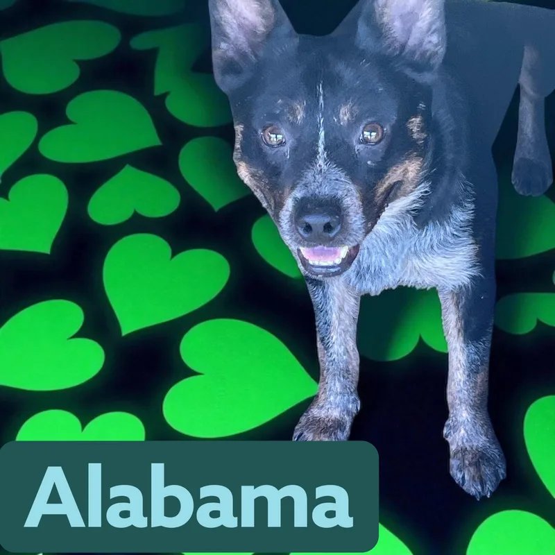 Alabama thumbnail 4