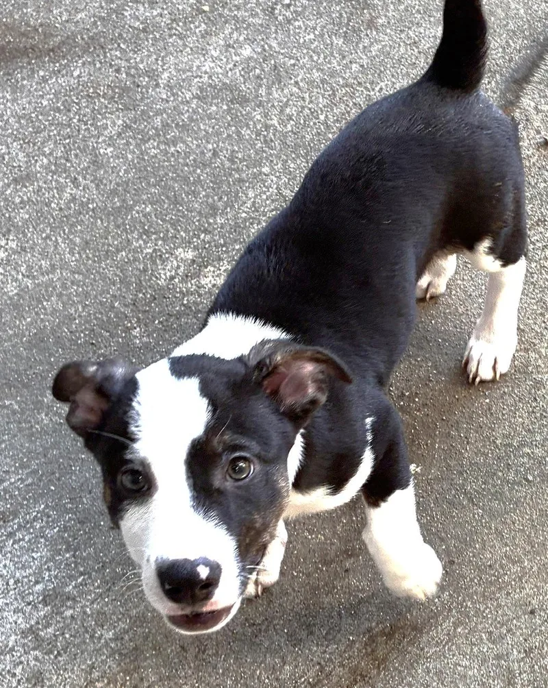 A baby medium-sized male Pembroke Welsh Corgi dog named Drake for adoption in fort worth, TX
