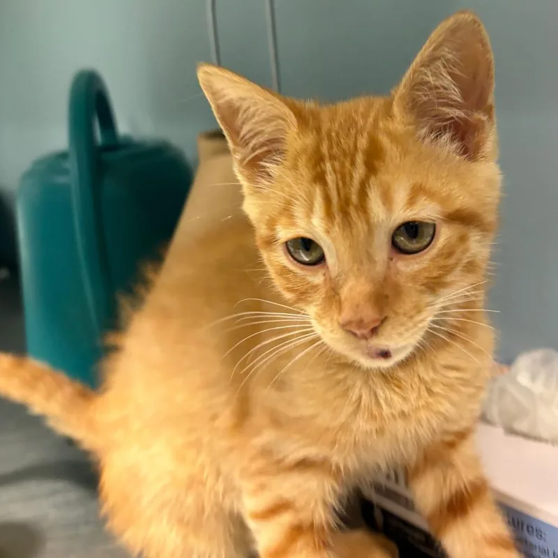 A baby small-sized male Orange / Red Domestic Short Hair cat named Biscuit for adoption in Chattanooga, TN