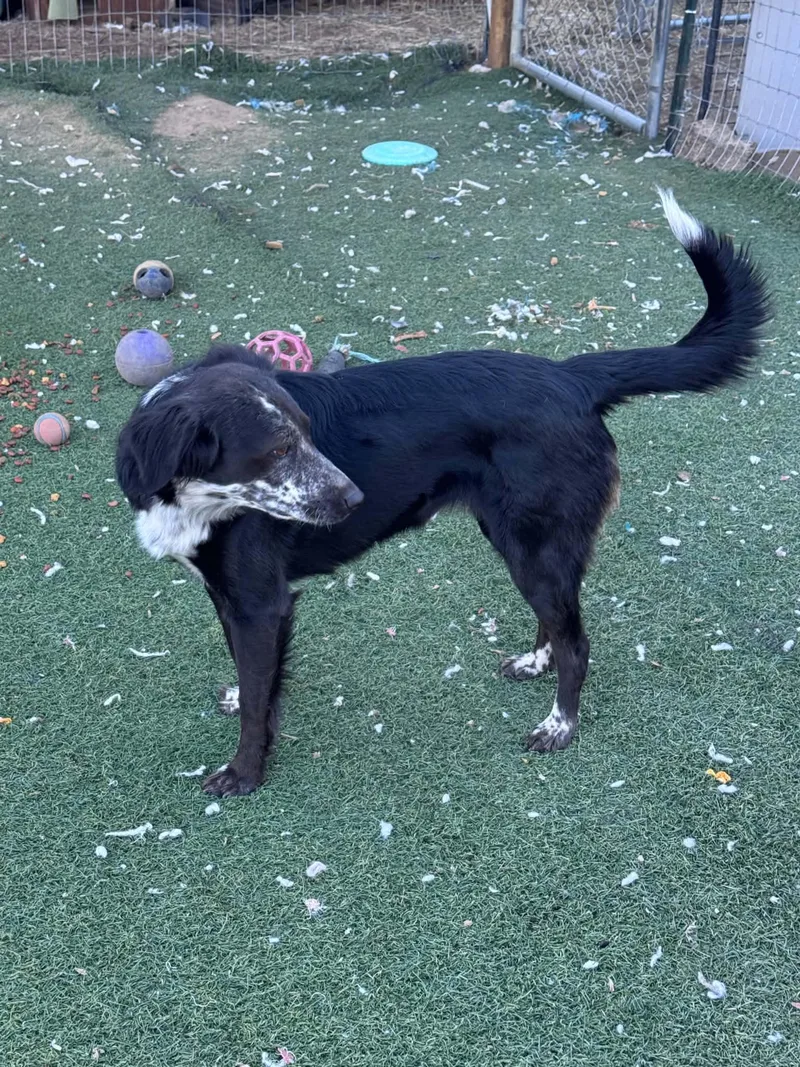 A young medium-sized female Black Australian Cattle Dog / Blue Heeler dog named Faith for adoption in Bend, OR