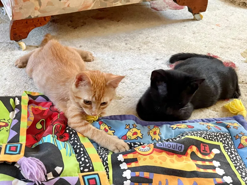 A baby small-sized male Black Domestic Short Hair cat named Fawn & Doe for adoption in New Britain, CT