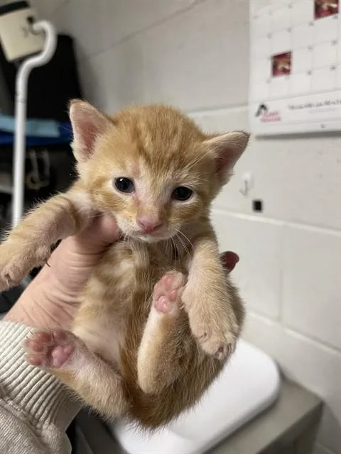 A baby small-sized male Domestic Short Hair cat named Gallivat for adoption in Easton, MD
