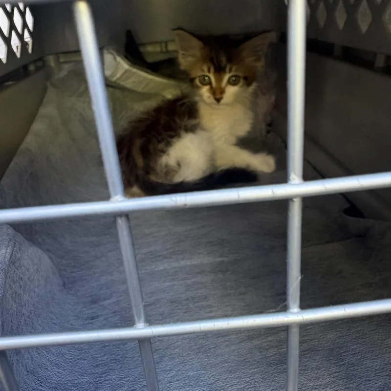 A baby small-sized female Brown / Chocolate Domestic Medium Hair cat named Cannoli for adoption in Spokane, WA