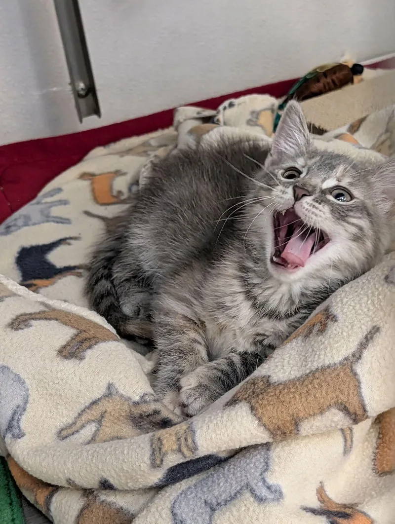 A young medium-sized female Tabby (Gray / Blue / Silver) Domestic Medium Hair cat named Beth for adoption in Edmond, OK