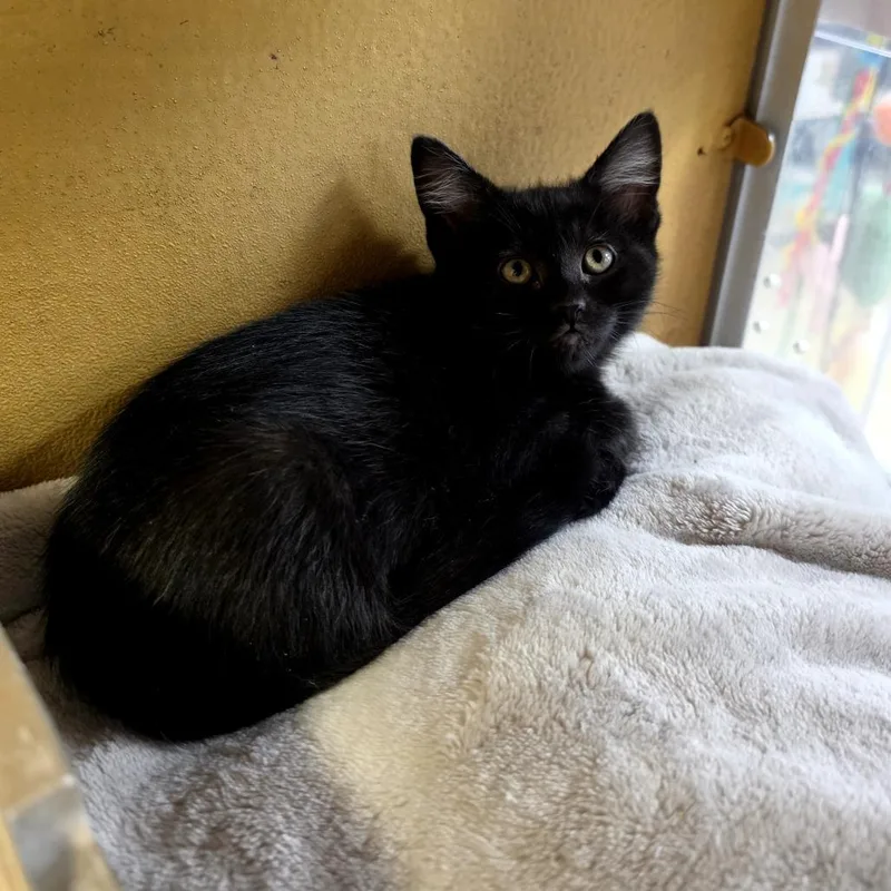 A baby small-sized female Black Domestic Short Hair cat named Kyla for adoption in Grantsville, UT