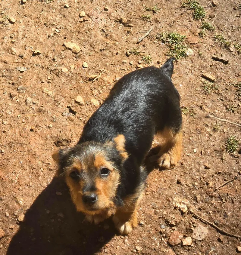 Nicodemus thumbnail 2