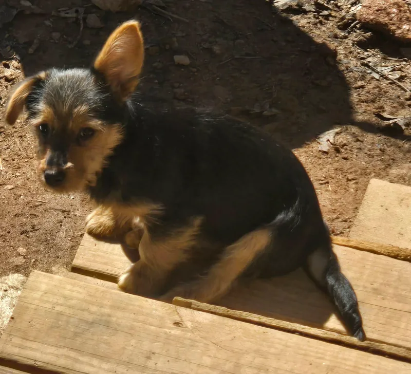 Nicodemus thumbnail 3