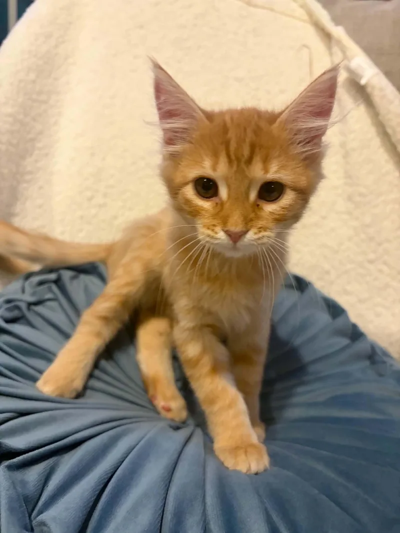 A baby medium-sized female Tabby cat named Blaze for adoption in MONTGOMERY, TX
