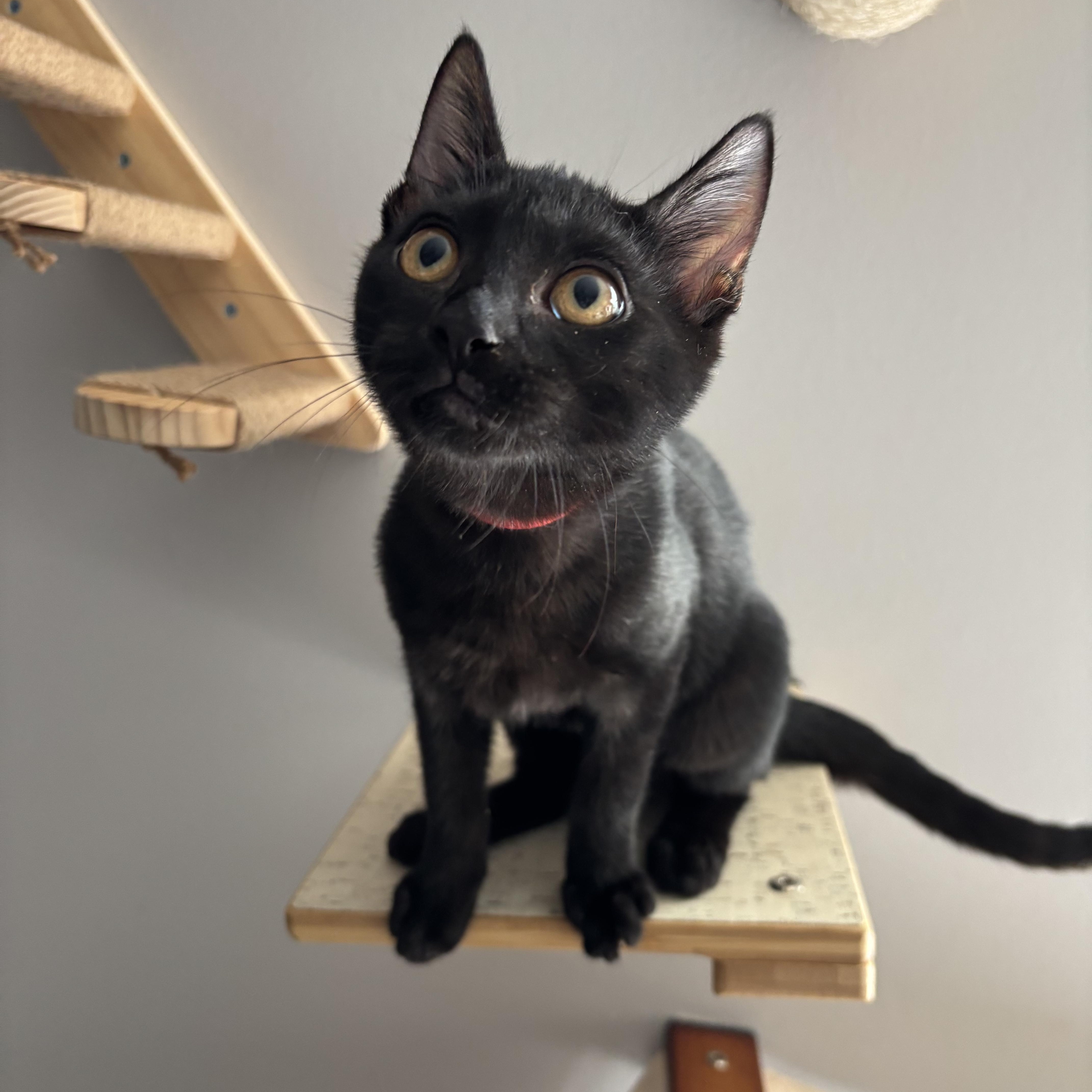 Miss Scarlett thumbnail 2