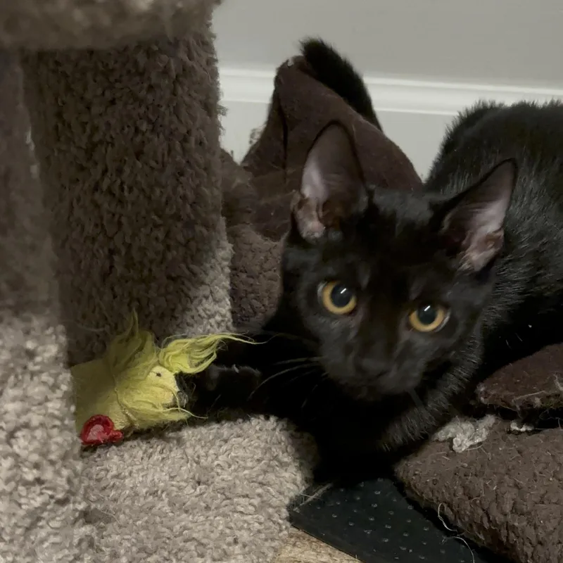 Miss Scarlett thumbnail 3