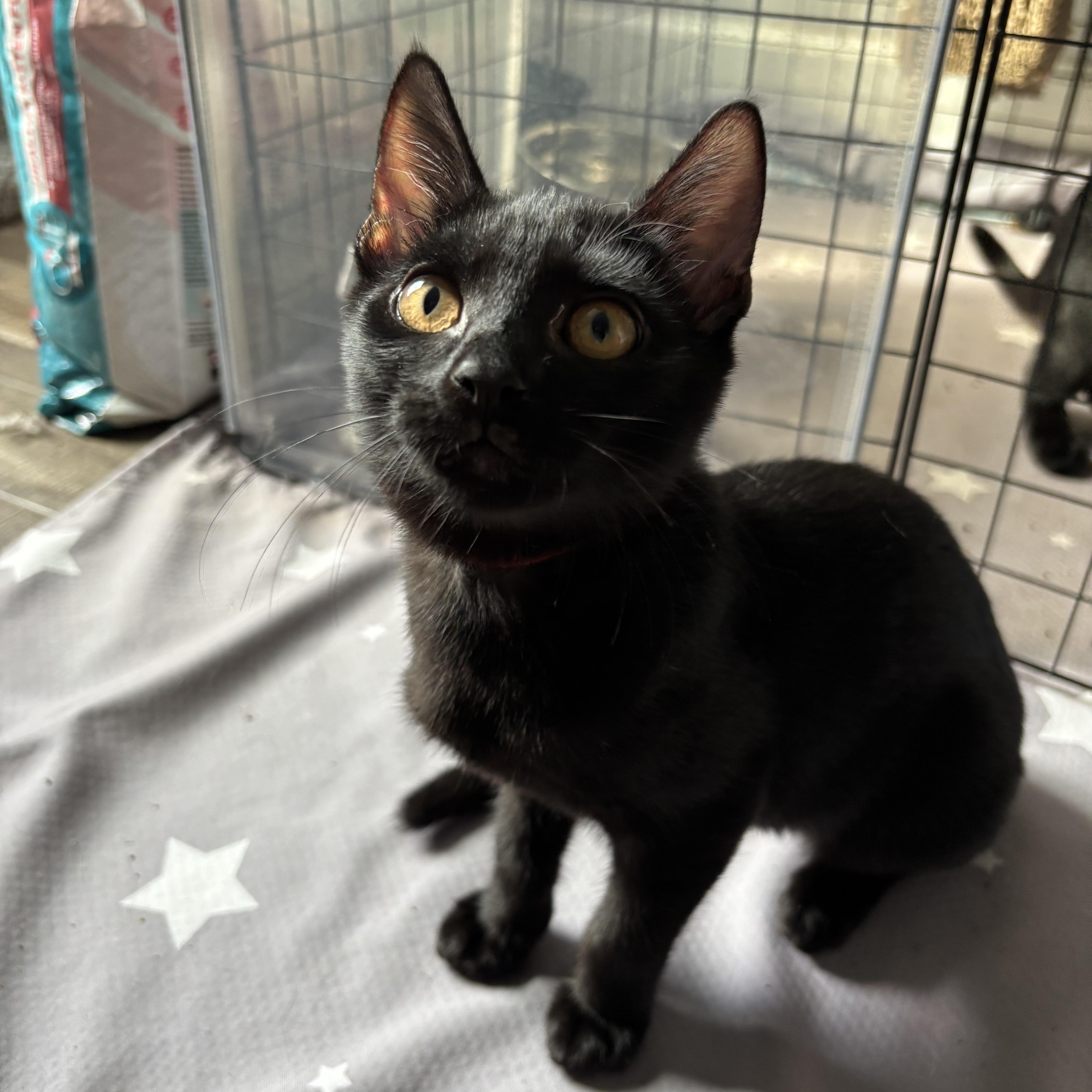 Miss Scarlett thumbnail 4