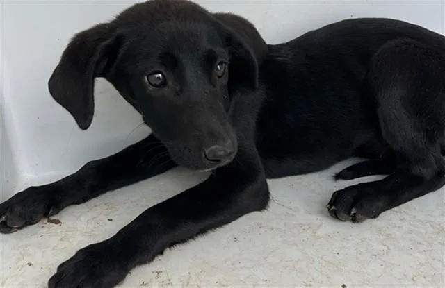 A baby small-sized female German Shepherd Dog dog named Siren for adoption in Augusta, GA