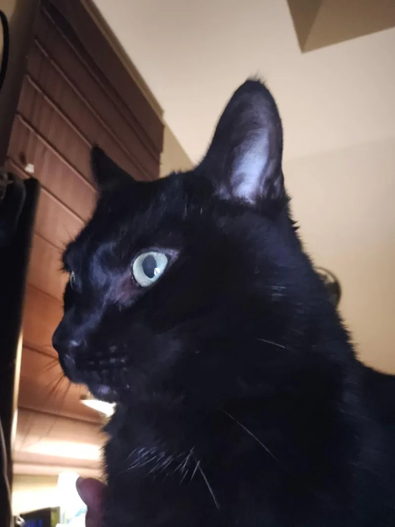 An adult medium-sized male Black Domestic Short Hair cat named Buddy for adoption in Mokena, IL