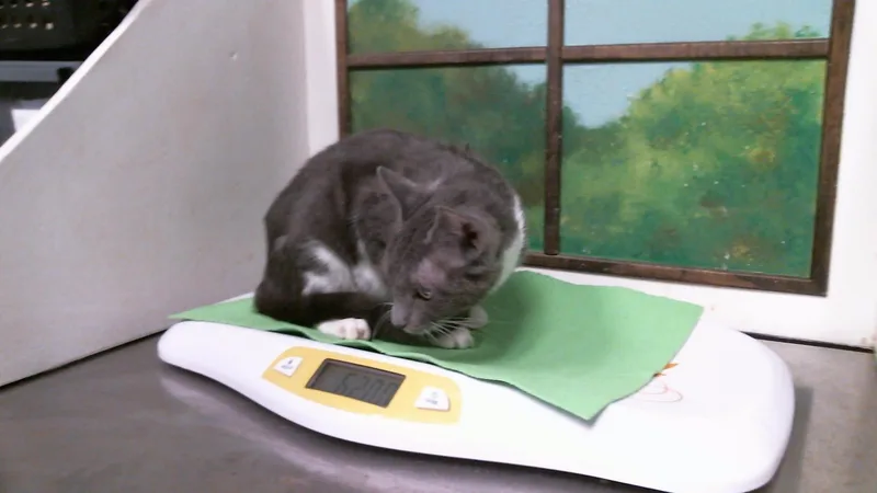 A young medium-sized female Domestic Short Hair cat named Allie for adoption in Houston, TX
