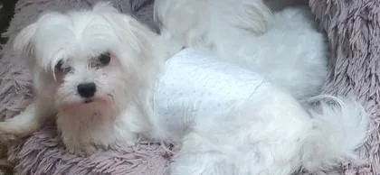 An adult small-sized male White / Cream Maltese dog named Ted for adoption in fort worth, TX