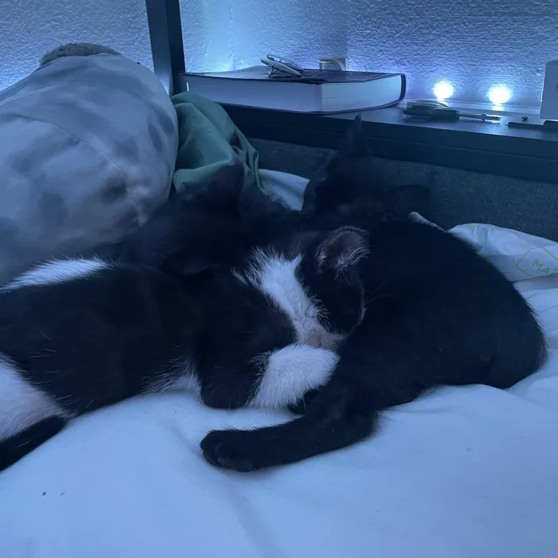 A baby small-sized female Black Domestic Short Hair cat named Tippi for adoption in Houston, TX