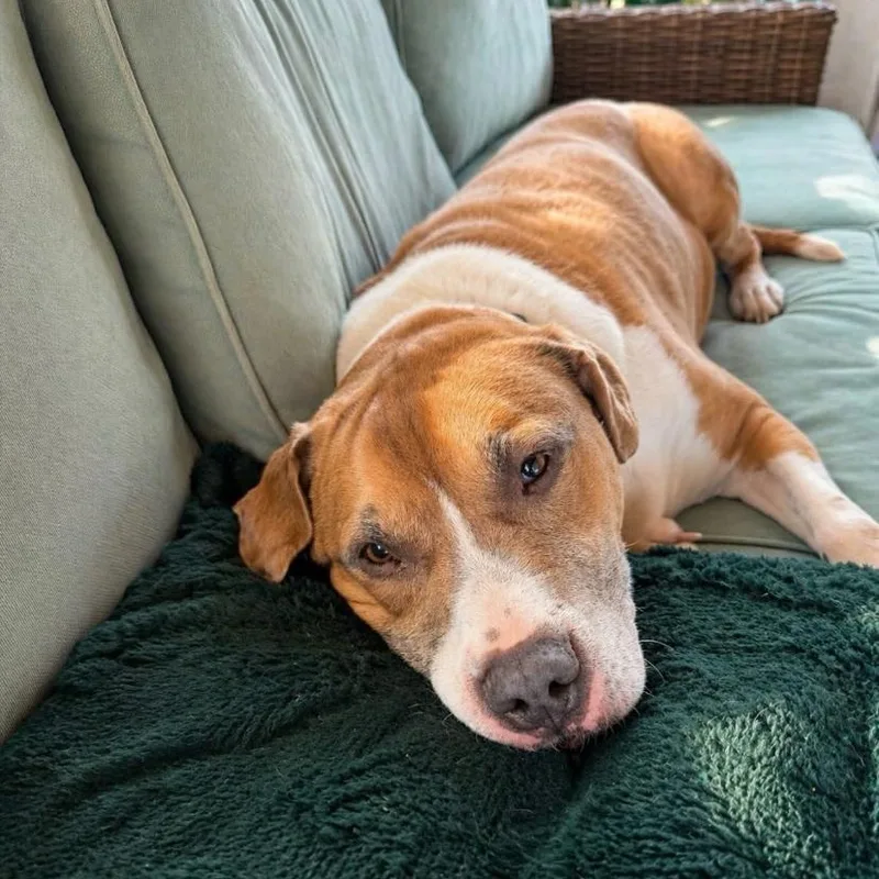A senior large-sized male American Staffordshire Terrier dog named Jack for adoption in Philadelphia, PA