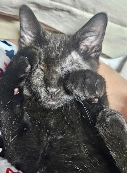 A baby small-sized male Domestic Short Hair cat named Onyx for adoption in Fort Worth, TX