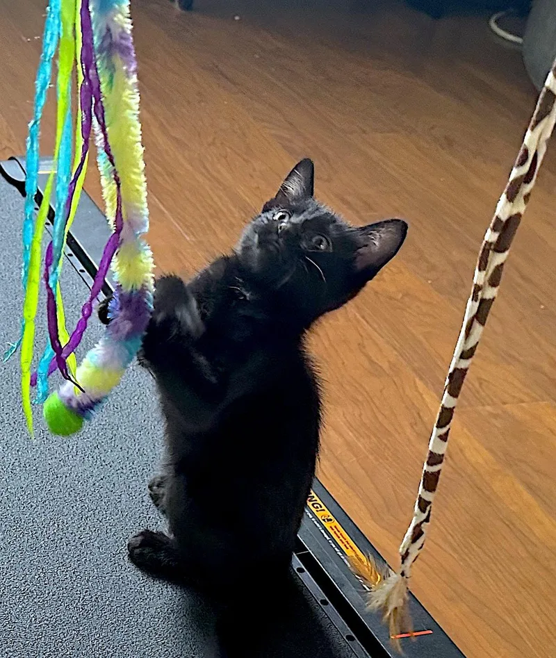 A baby medium-sized male Black Domestic Short Hair cat named Ash  Bonded With for adoption in Fremont, CA