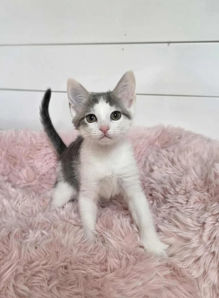 A baby medium-sized female Domestic Short Hair cat named Havanna for adoption in Cumberland, ME