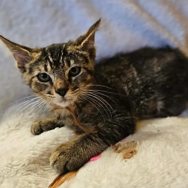 A young medium-sized male Domestic Short Hair cat named Cosmo for adoption in Fresno, CA