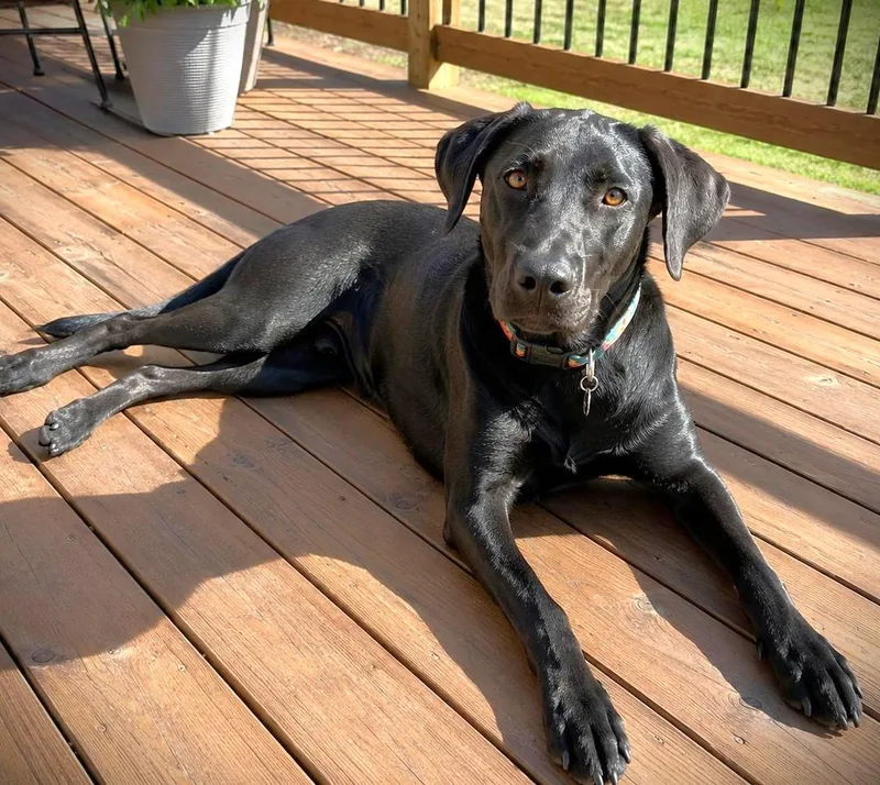 A young large-sized male Black Labrador Retriever dog named Jett for adoption in Austin, TX