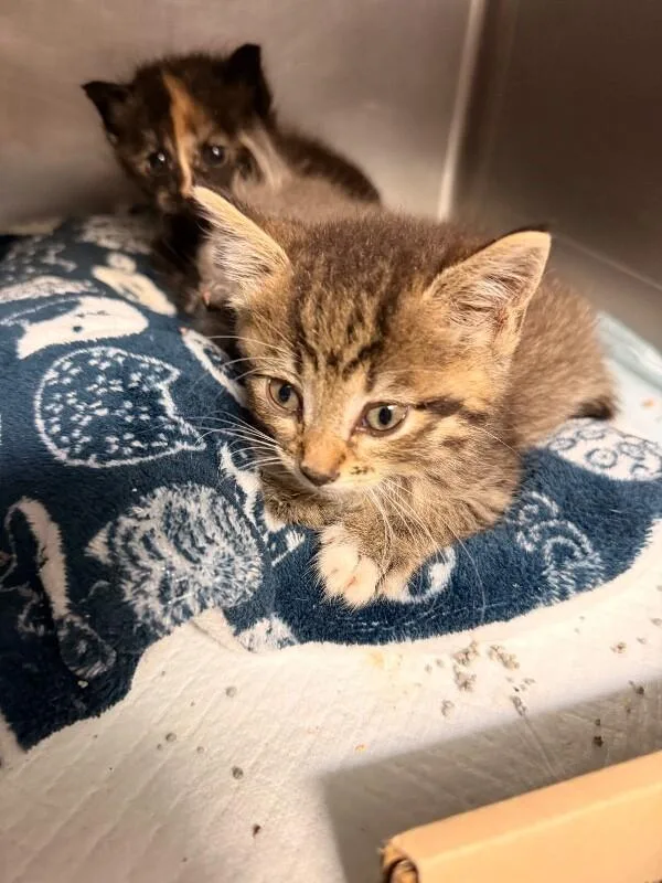 A young small-sized male Tabby (Brown / Chocolate) Domestic Short Hair cat named Italian Lemonade for adoption in Cincinnati, OH