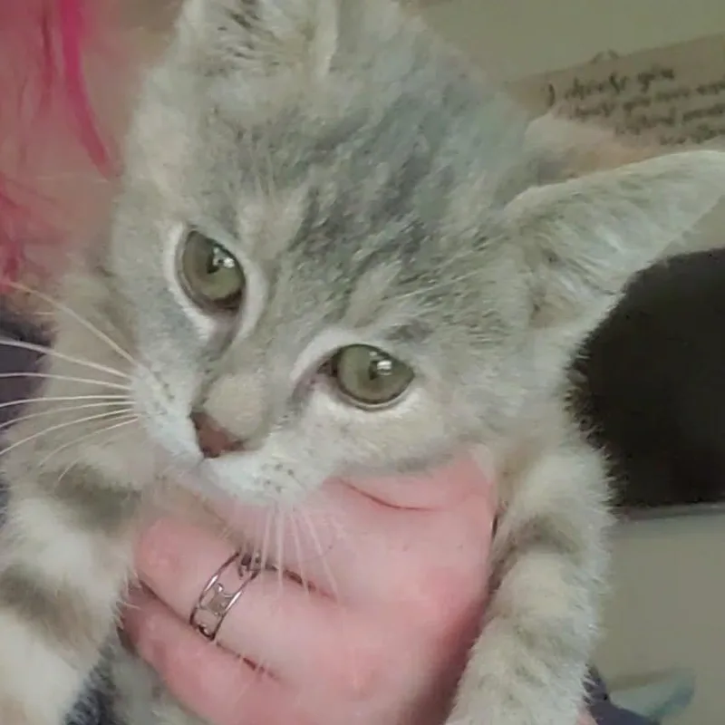 A baby medium-sized female Tabby (Gray / Blue / Silver) Domestic Short Hair cat named Penelope for adoption in Fairborn, OH