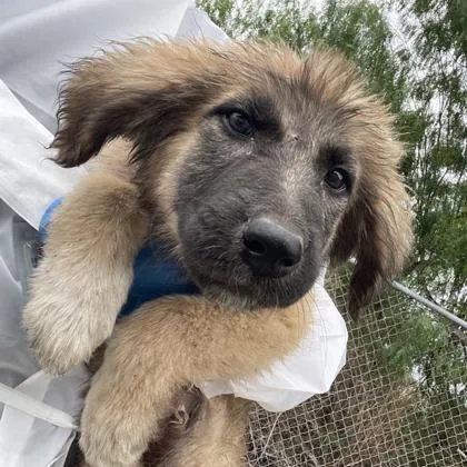 A baby large-sized male Anatolian Shepherd dog named Bongo for adoption in Morton Grove, IL
