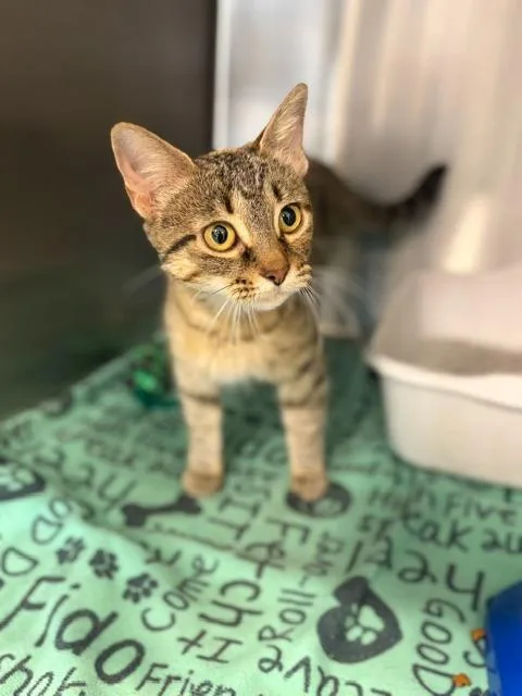 A young medium-sized female Domestic Short Hair cat named Eleanor for adoption in Portland, IN