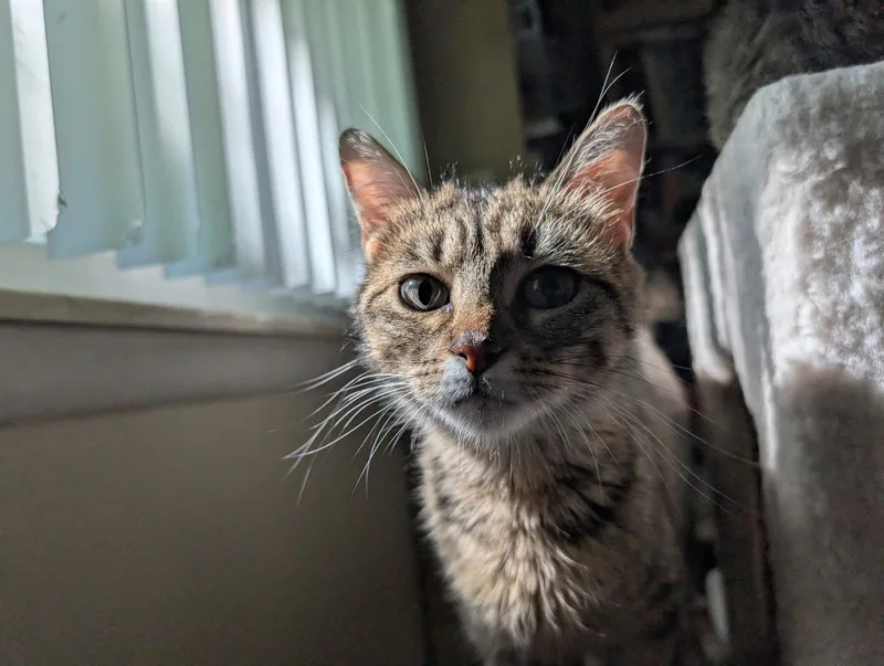 A young small-sized female Domestic Short Hair cat named C Litter Reba for adoption in Livonia, MI