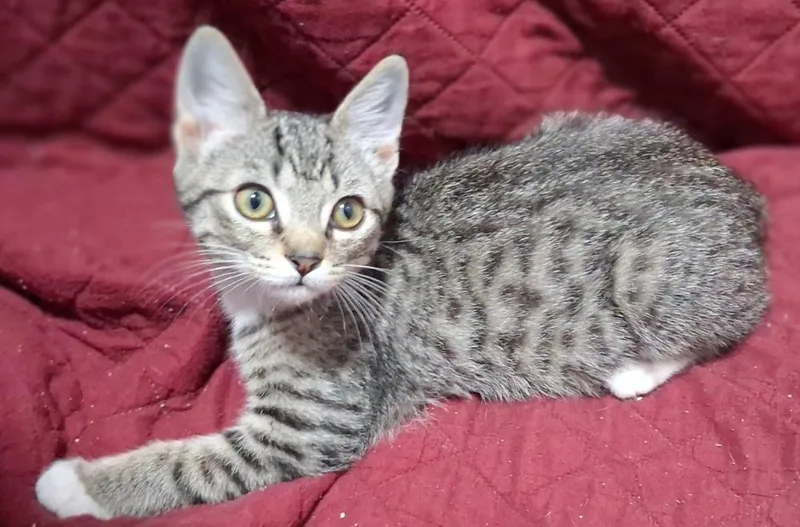 A baby small-sized male Gray / Blue / Silver Domestic Short Hair cat named Ted for adoption in Greensboro, NC