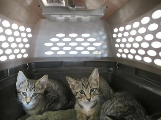 A baby small-sized male Domestic Short Hair cat named Sub Zero for adoption in Ocala, FL